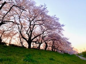 夕方の桜